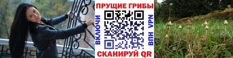 Купить где  Демидов  Галлюциногенные грибы ЛСД 